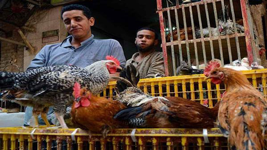 البيطريين: محلات بيع الطيور تزيد من احتمالية الإصابة بفيروس الأنفلونزا