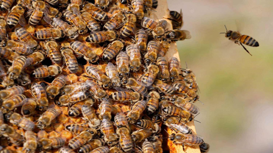 في إيطاليا.. تحسن صحة النحل بسبب وباء كورونا