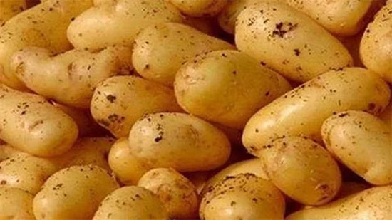 
الفلاحين تحذر: أزمة قادمة في البطاطس.. وخسائر كبيرة في الإنتاج
