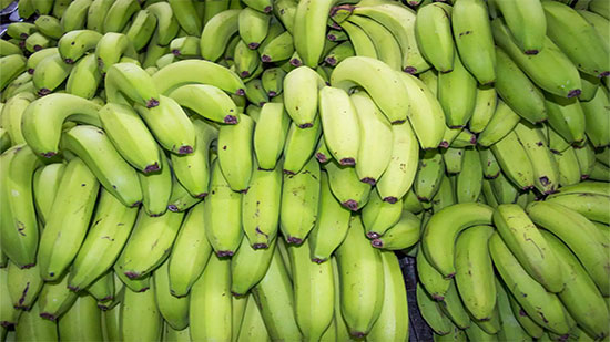  الموز الأخضر..فوائد صحية متعددة 