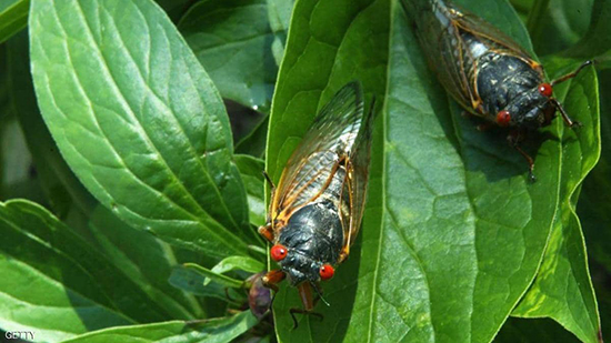 حشرة الزيز.. هل تمثل خطرا جديدا هذا العام؟