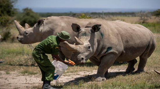 كورونا يوقف عملية إخصاب لإنقاذ وحيد قرن نادر فى كينيا