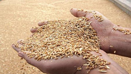 التموين: استئناف لجان الفرز استلام القمح من المزارعين اليوم