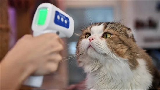 لأول مرة في روسيا.. إصابة قطة بكورونا