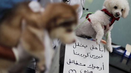 رسالة من الكلاب والقطط بمصر.. لا تتخلوا عنا فنحن لا ننقل كورونا