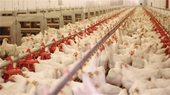 طبيب أمريكي يحذر.. فيروس جديد قد يقتل نصف سكان العالم ينشأ من مزارع الدجاج
