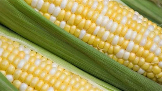 الزراعة تصدر 4 توصيات لمزارعى الذرة الشامية