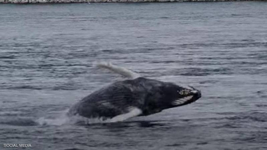 الحوت بدا تائها حسب سلطات مونتريال