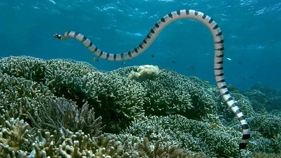كيف تطور ثعبان البحر خلال 15 مليون سنة للحياة فى أعماق المحيطات
