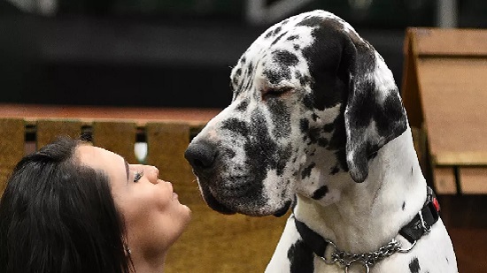 أطول كلب في العالم يحقق رقما قياسيا جديدا... صور