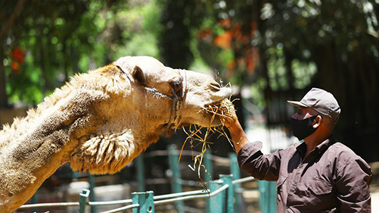 «جلوبال تايمز» تعرض حال حديقة الجيزة في زمن كورونا: الحيوانات حزينة لغياب الزوار