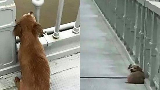  كلب يجلس على جسر منذ 4 أيام منتظرا صاحبه