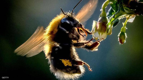 أنواع من النحل مهددة بالانقراض بسبب المبيدات الحشرية