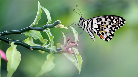 دراسة تكشف كيف تحمي الفراشات نفسها من الموت تحت المطر