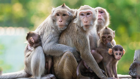 هروب جماعي لقرود المكاك في اليابان