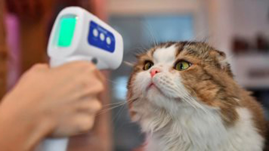 باحثون صينيون: عقار لعلاج الأمراض المعوية للقطط يوقف تكاثر فيروس كورونا