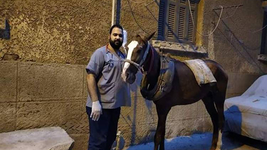 فيديو .. الطبيب منقذ الحصان فى طنطا : ربنا بعتنى بالصدفة حتى أحميه من الموت