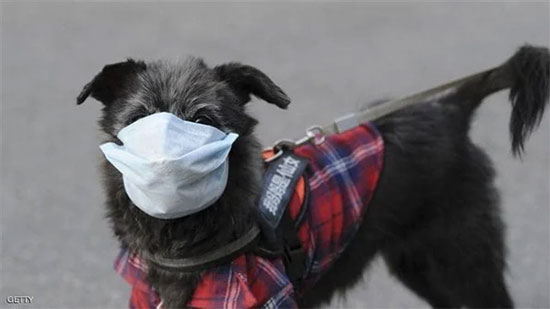 
لو عندك كلب .. الكمامة تشكل خطرًا على صحة الجهاز التنفسي
