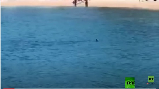 سمك القرش يفاجئ ويرعب المصطافين بمدينة كرواتية 