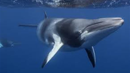تعرف على أنواع الحيتان البالينية