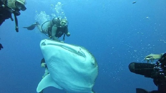القرش الحوتي يظهر في البحر الأحمر بعد إزالة مخلفات «إعصار التنين»