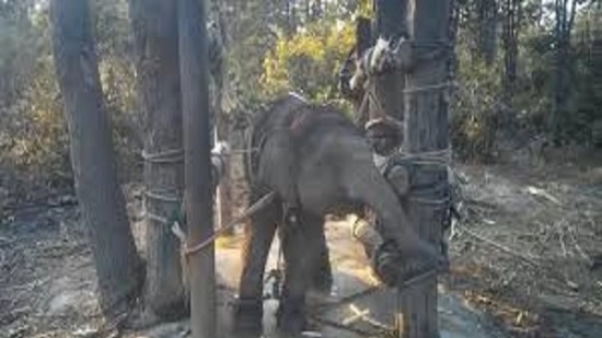 بكاء صغار الأفيال بعد تعذيب وحشي في الهند من أجل السياح