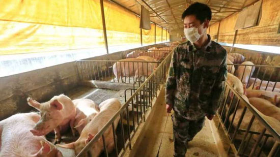 الصحة العالمية مُحذرة من إنفلونزا الخنازير: 