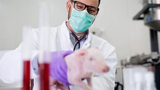 طرق الوقاية من السلالة الجديدة لإنفلونزا الخنازير
