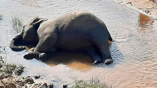 نفوق مئات الفيلة بجنوب أفريقيا