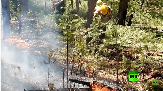  موجة حر تحرق غابات سيبيريا 