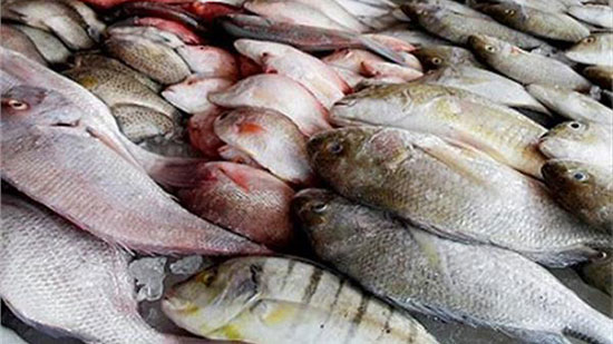 الحكومة تكشف حقيقة استيراد أسماك غير صالحة للاستهلاك وطرحها بالأسواق