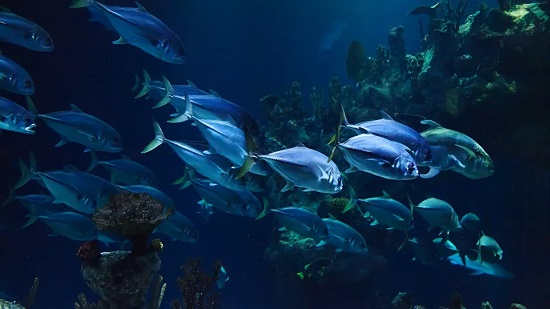 الاحتباس الحراري يمكن أن يؤدي إلى انقراض 60% من الأسماك