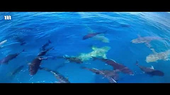 شاب يفاجأ بأسماك القرش تحيط بقاربه فى أستراليا