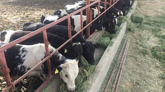 «الزراعة»: تحصين 2 مليون رأس ماشية ضد الحمى القلاعية