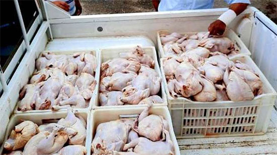 ضبط 4 طن دجاج ولحوم غير صالحة للاستهلاك الآدمي بالمطرية