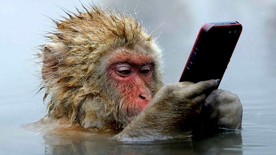 حقائق مذهلة لا تعرفها القرد - القرود أذكى الحيوانات على الأرض 
