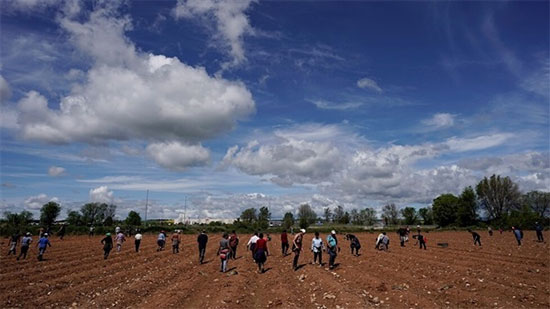 إسبانيا تبني مخيما للمهاجرين العاملين في جني محصول الفراولة رغم الانتقادات الدولية