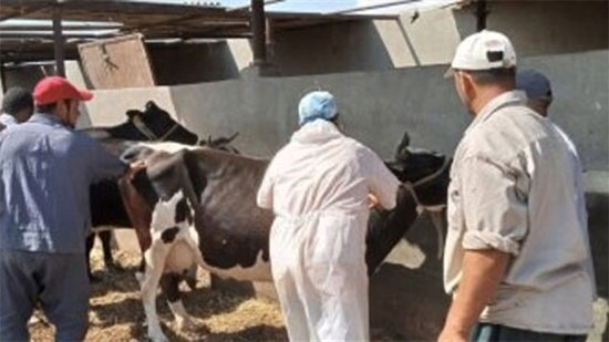 الزراعة: تحصين 2 مليون رأس ماشية ضد الحمى القلاعية