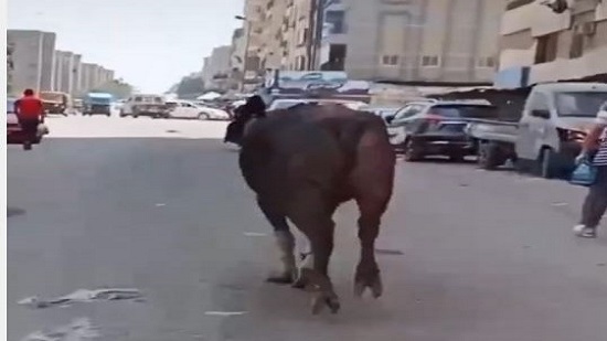 فيديو..شاب يطارد عجل هربان بالشارع فى فيديو على 