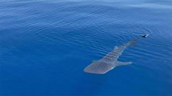 ظهور القرش الحوتي قبالة سواحل الغردقة
