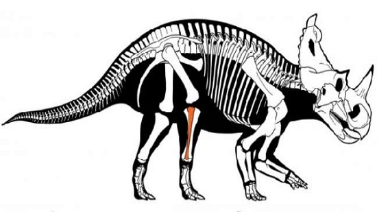 اكتشاف ديناصور مصاب بالسرطان لأول مرة في التاريخ