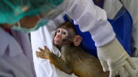كوكتيل علاج من الأجسام المضادة يمنع فيروس كورونا فى القرود

