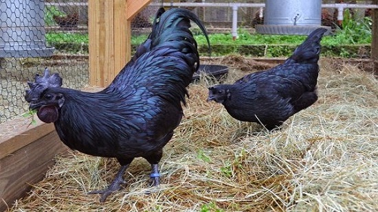 الدجاجة السوداء