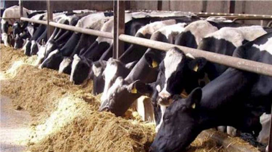 ارتفاع الواردات المصرية من الأبقار والجواميس الحية لـ13 مليون دولار مايو الماضى
