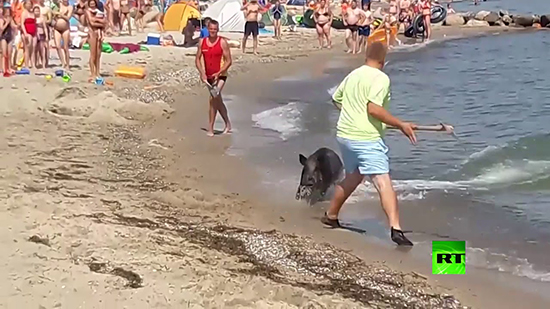 فيديو.. خنزير بري ينزل الخوف بمصطافين في شاطئ ألماني