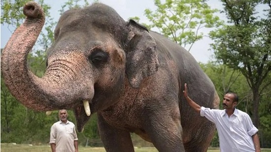 35 عاما مقيد بالسلاسل.. قصة الفيل الأكثر وحدة في العالم