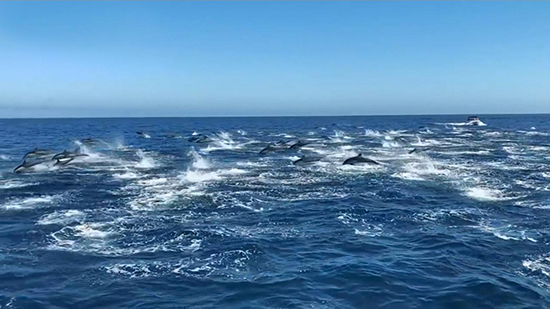 شاهد: مئات الدلافين تسبح قبالة الشواطئ الكاليفورنية