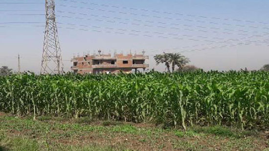 نقيب الزراعيين: مصر خسرت 1.2 مليون فدان من أجود الأراضي الزراعية