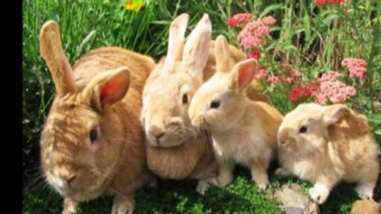 علماء بهولندا يحذرون من انتشار فيروس كورونا بين الأرانب
