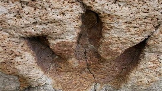 اكتشاف حفريات حيوانية يعود تاريخها إلى 25 مليون سنة في الصين